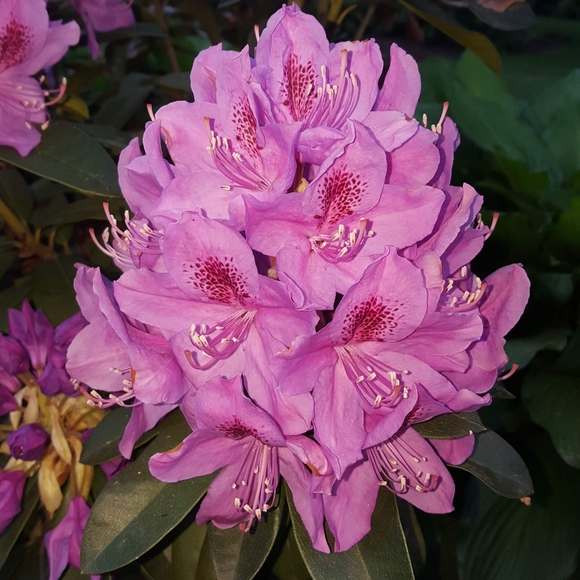 Meet your Posher, Michelle - Picture 2 of 4